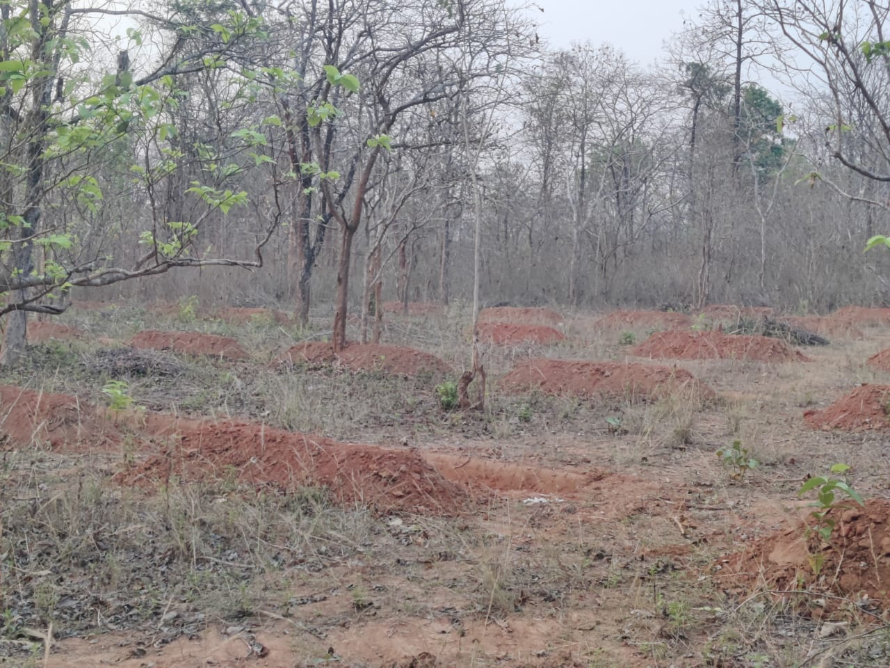 सुकमा वन मंडल विभाग के रेंजर द्वारा भ्रष्टाचार हद की सीमा पार