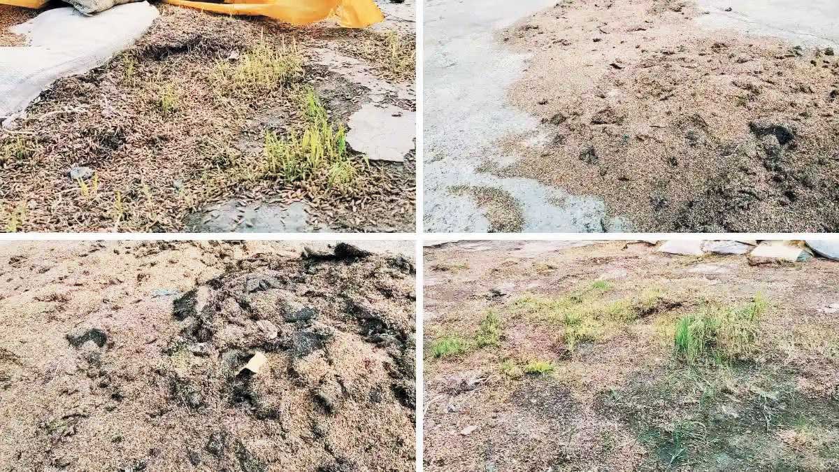 उठाव नहीं, बेमौसम बारिश से कई बोरी धान खराब, अंकुरित होने लगे