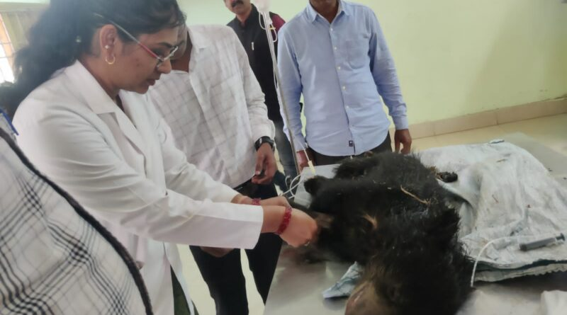 पेड़ से गिरा भालू शावक, घायल