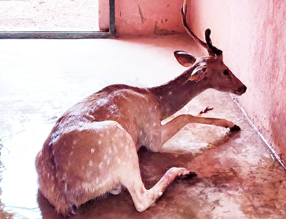 हिरण भटककर गांव पहुंचा, कानन पेंडारी पहुंचाया हिरण भटककर गांव पहुंचा, कानन पेंडारी पहुंचाया