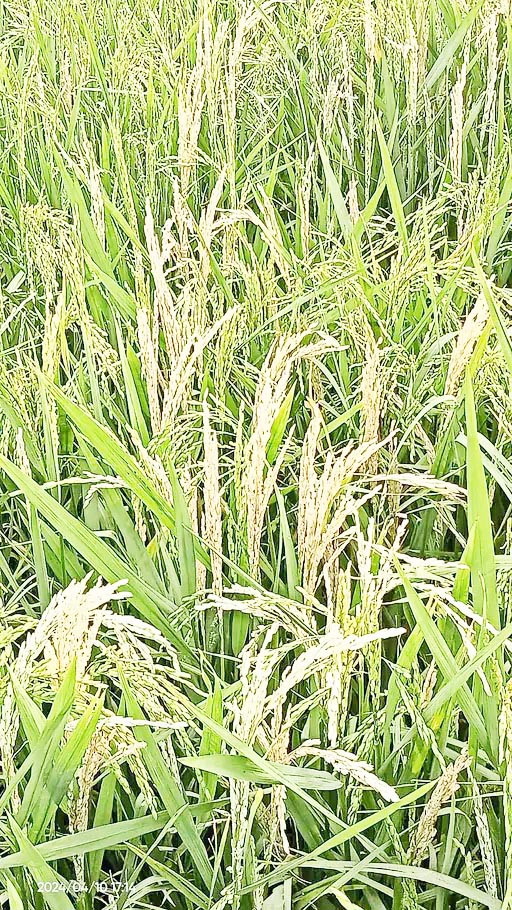 किसानों की फसलों में बीमारियों का संकट, तनाछेदक से फसल को हो रहा नुकसान