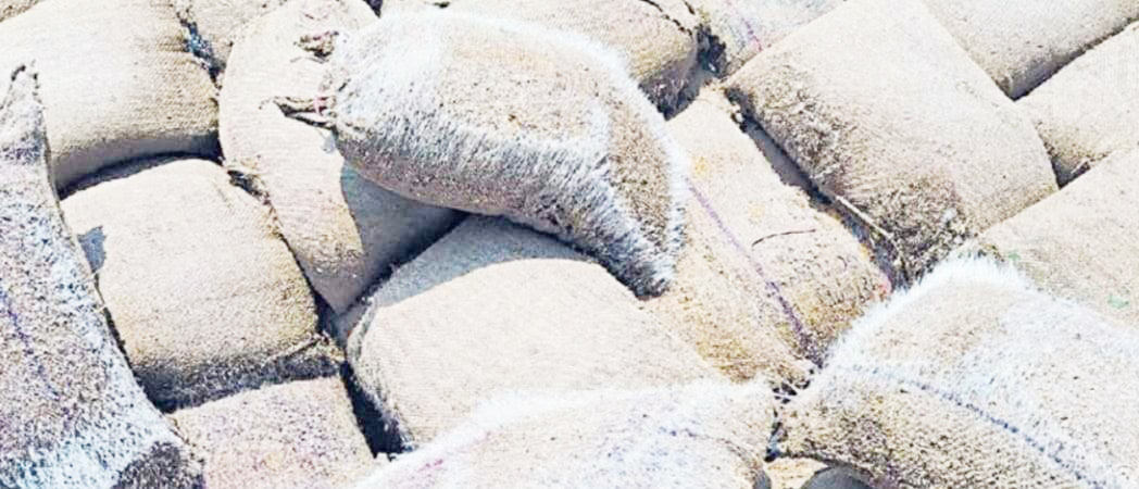 बारिश में भीगी बोरियों में सड़ रहा धान, साढ़े 7 लाख   क्विंटल से अधिक धान का उठाव नहीं