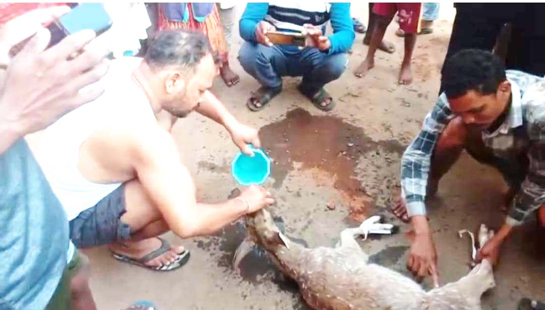 पानी की तलाश में हिरण गांव में,  कुत्तों से बचने घर में घुसा