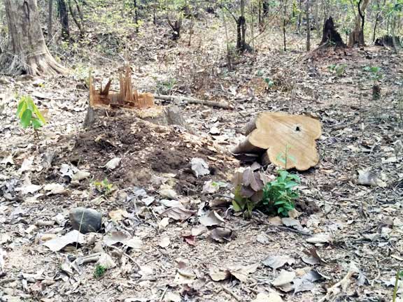 बैखौफ हो रही पेड़ों की कटाई