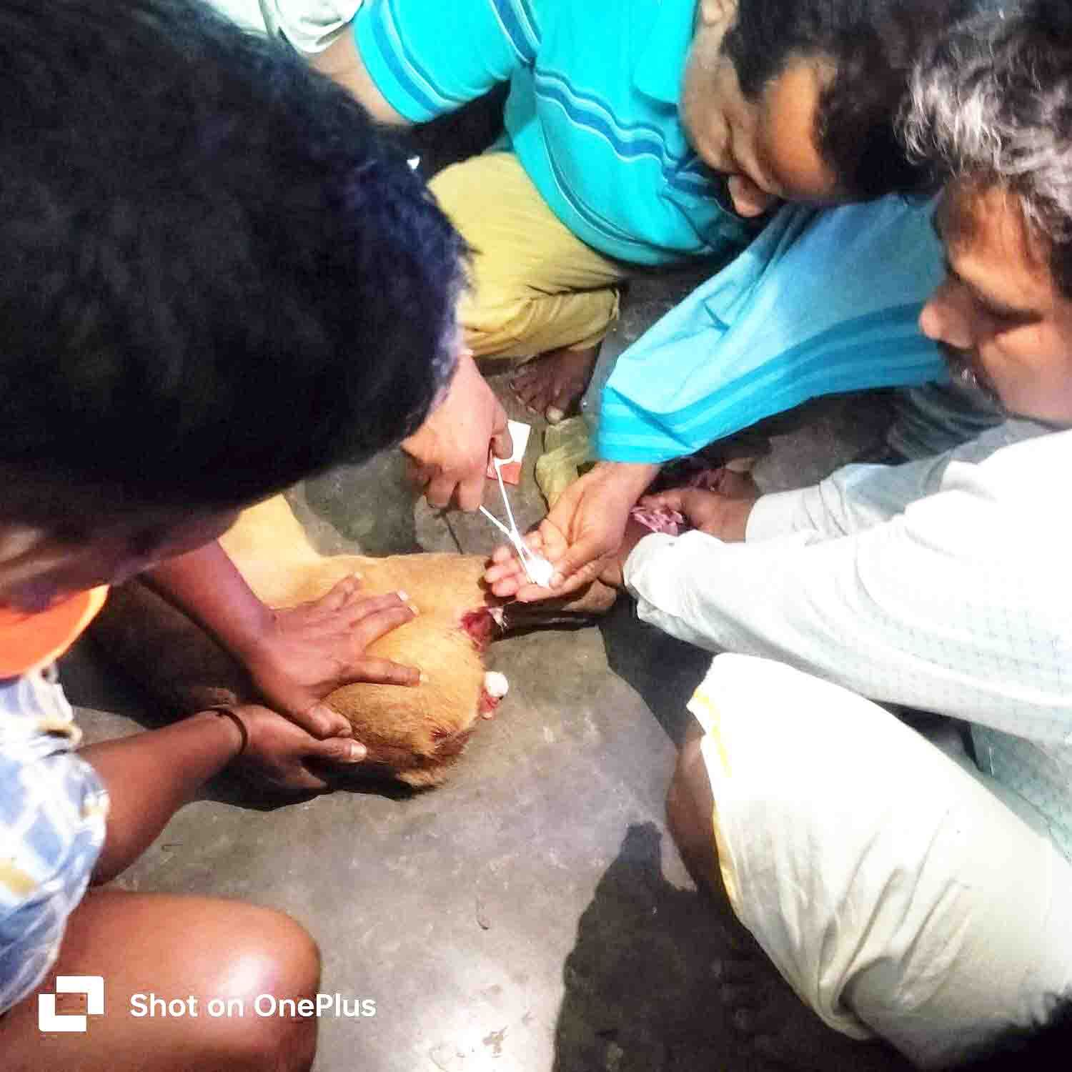 कुत्ते के हमले से कोटरी घायल