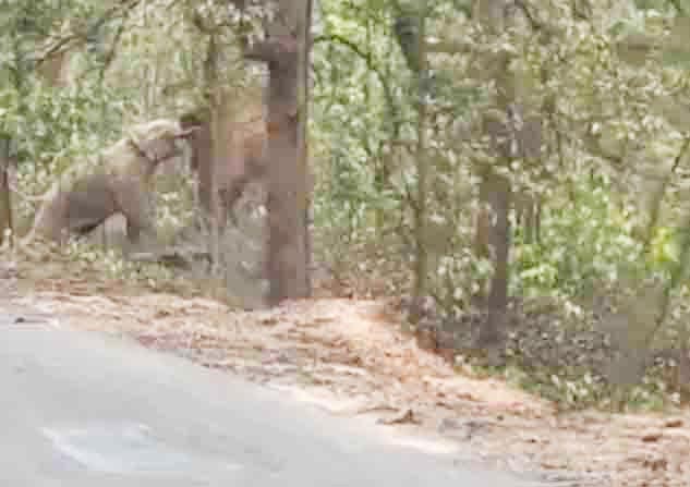 गर्मी बढ़ते ही भोजन-पानी की तलाश में भटक रहे हाथी