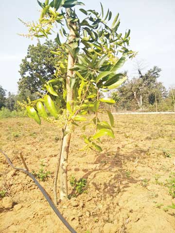 रमणीय हुआ नर्सरी का नजारा