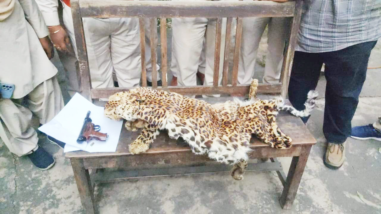 मकान में तेंदुआ खाल  व एयरगन बरामद  