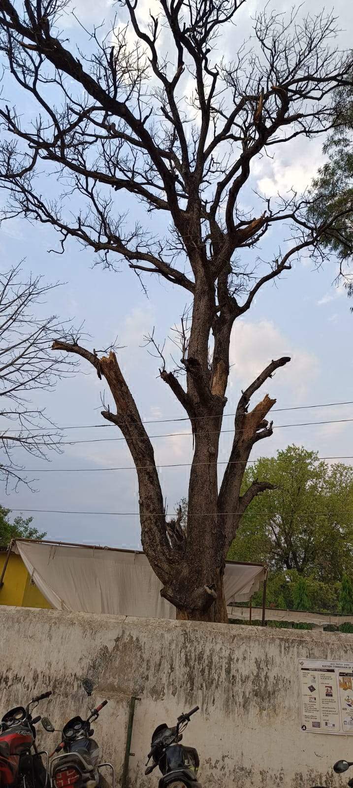 आम के सूखे पेड़ से हादसे की आशंका