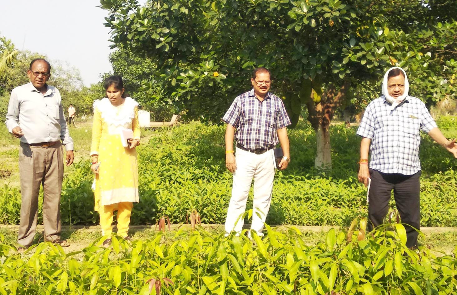 पर्याप्त पानी के अभाव में मुरझाने लगे रोपणी के पेड़ पौधे