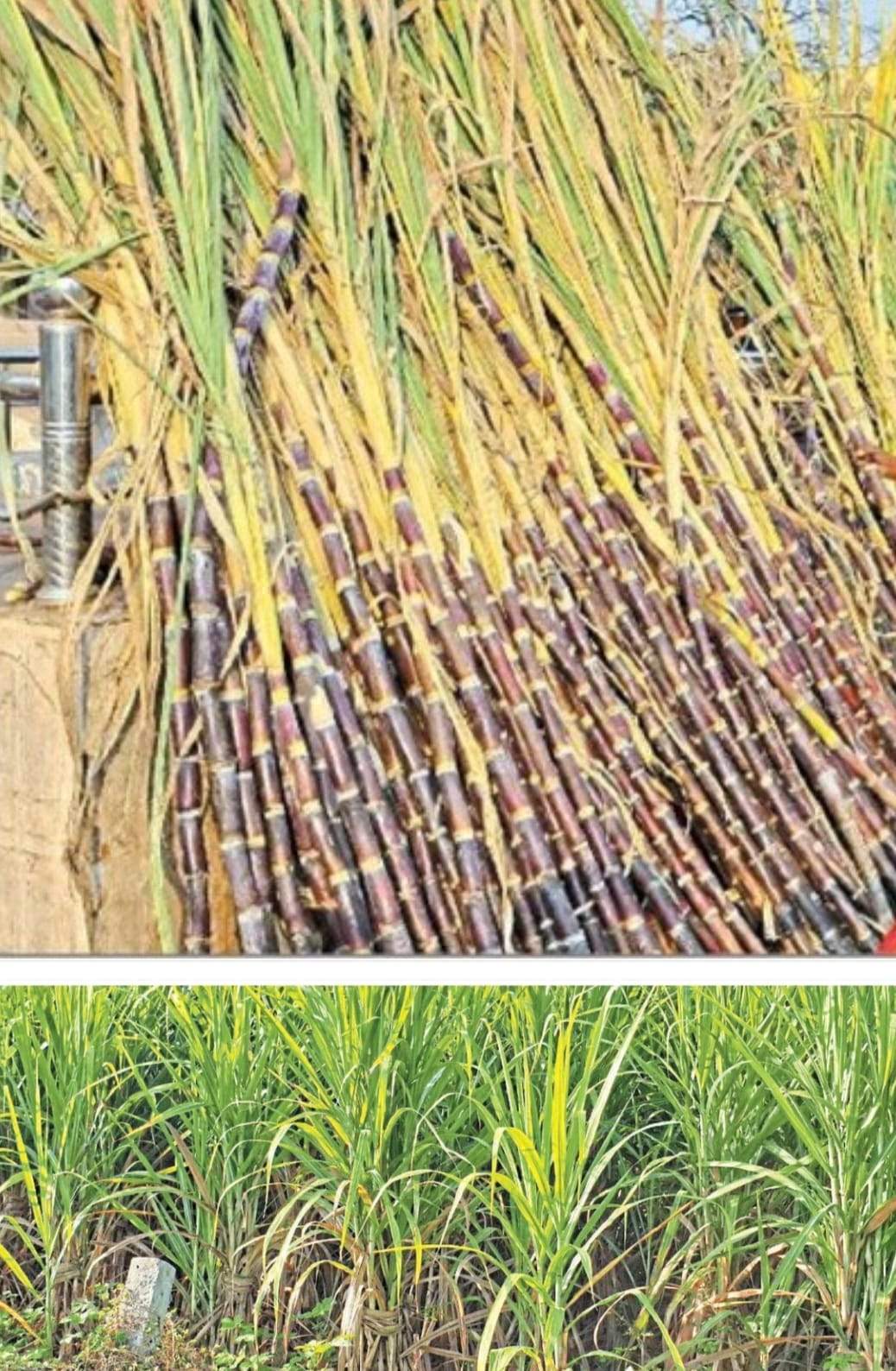 गन्ने का उत्पादन 1200 हेक्टेयर बढ़ा रकबा, शक्कर कारखाना खोलने की मांग हुई तेज 