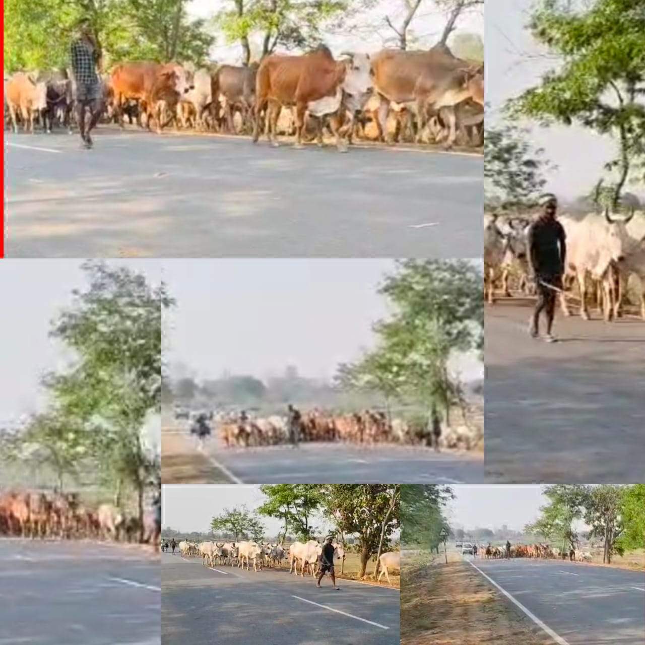 धड़ल्ले से चल रहा मवेशी तस्करी का कारोबार धड़ल्ले से चल रहा मवेशी तस्करी का कारोबार