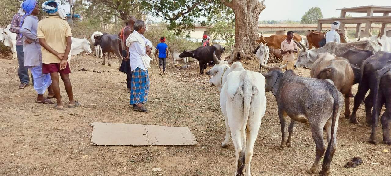 सरपंच-सचिव पर बैल बाजार में वसूली का आरोप
