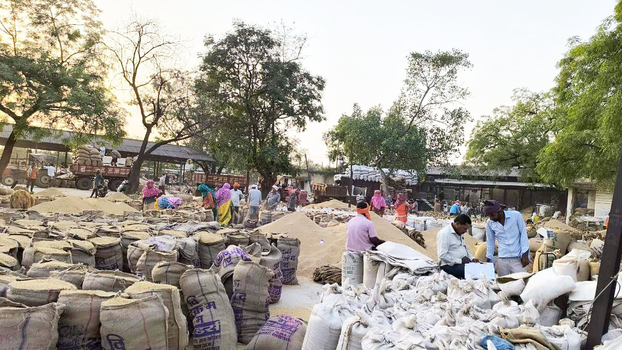 भाटापारा मंडी में धान की बंपर आवक, 65 अतिरिक्त मजदूरों की गई है व्यवस्था
