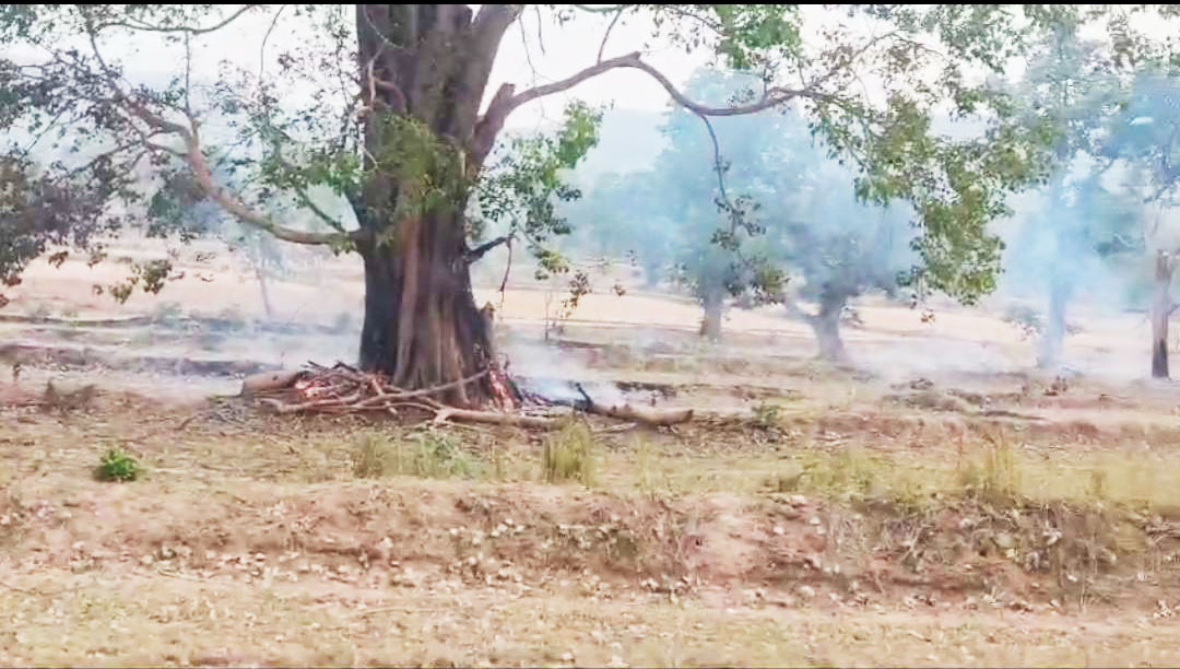 पेड़ों की जड़ों को जलाकर खोखला कर गिरा देते हैं लकड़ी चोर, जंगल में लगातार हो रही घटना