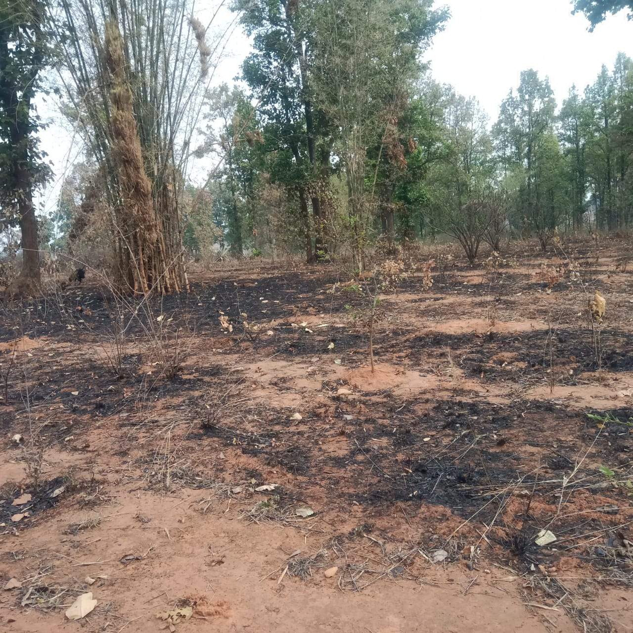 वन विभाग के प्लांटेशन में लगी आग