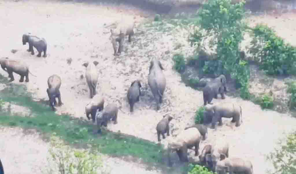 हाथीदल पर ड्रोन से वन अमला रख रहा नजर हाथीदल पर ड्रोन से वन अमला रख रहा नजर