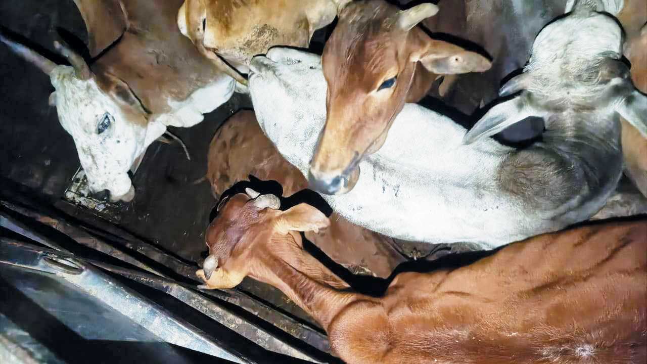 5 मवेशी के साथ तस्कर गिरफ्तार