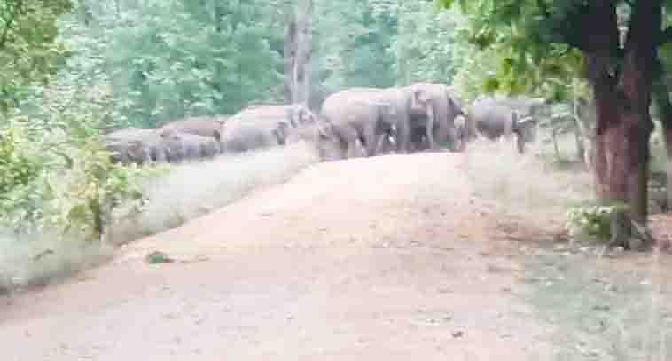 हाथीदल की पसंद बना खरसिया वन क्षेत्र हाथीदल की पसंद बना खरसिया वन क्षेत्र