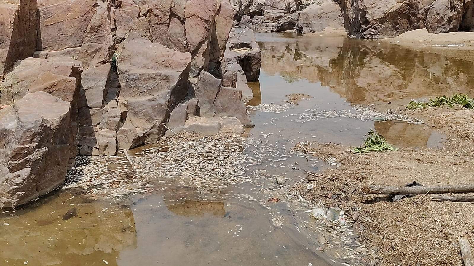 पलटन घाट कन्हर नदी में मृत मिलीं मछलियां