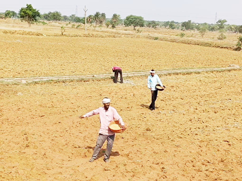 भीमसेनी एकादशी के साथ धान बुवाई की शुरुआत