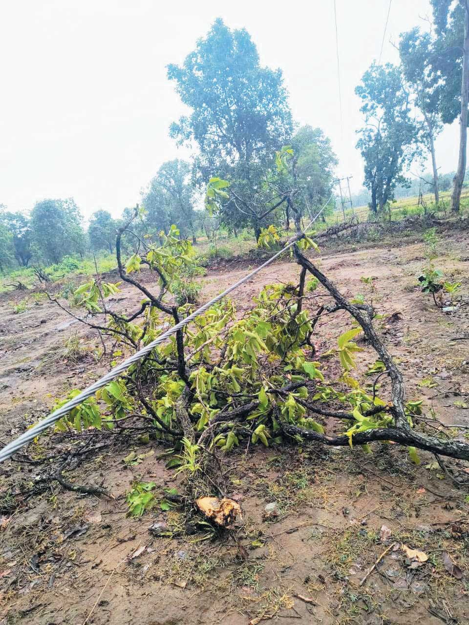 बाधित विद्युत आपूर्ति को कर्मियों ने किया बहाल बाधित विद्युत आपूर्ति को कर्मियों ने किया बहाल