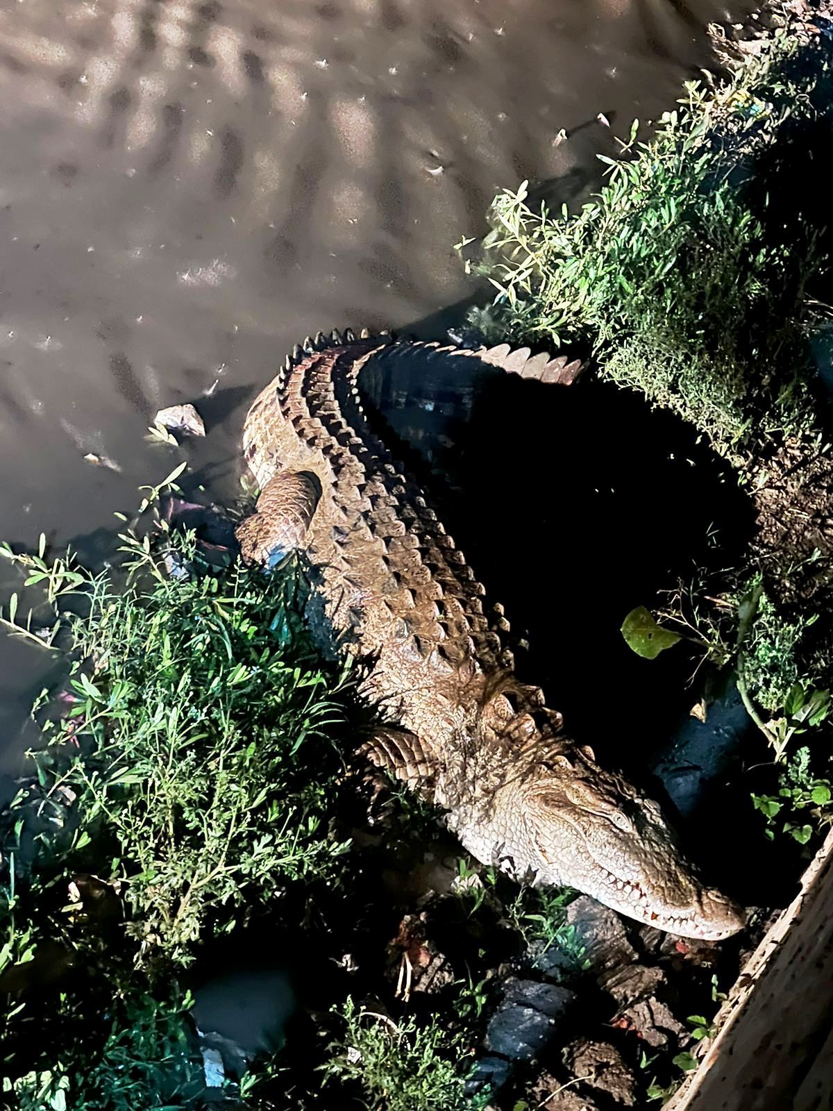 तालाब से निकलकर मगरमच्छ बस्ती में तीन घंटे घूमता रहा, बकरी को बनाया आहार