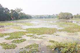 वर्क आर्डर 3 माह पुराना, अब तक जलकुंभी नहीं निकली