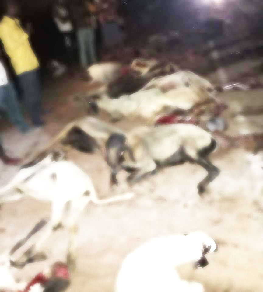 तेज रफ्तार हाइवा ने मवेशियों के झुण्ड को रौंदा, 25 भेड़ और एक बकरी की मौत तेज रफ्तार हाइवा ने मवेशियों के झुण्ड को रौंदा, 25 भेड़ और एक बकरी की मौत
