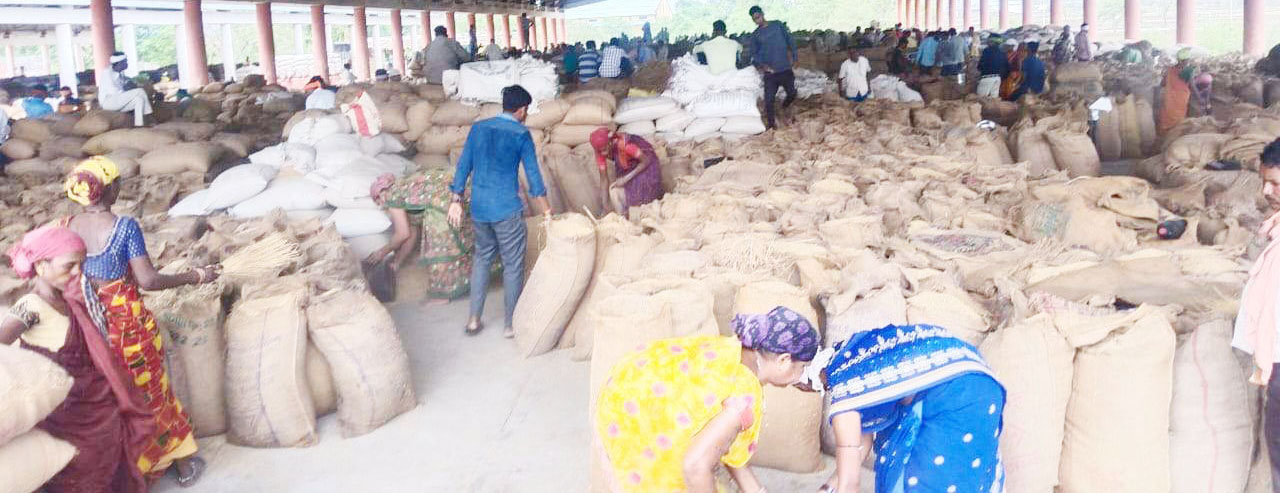 कुरुद मंडी में 12 हजार कट्टा धान की आवक रोज