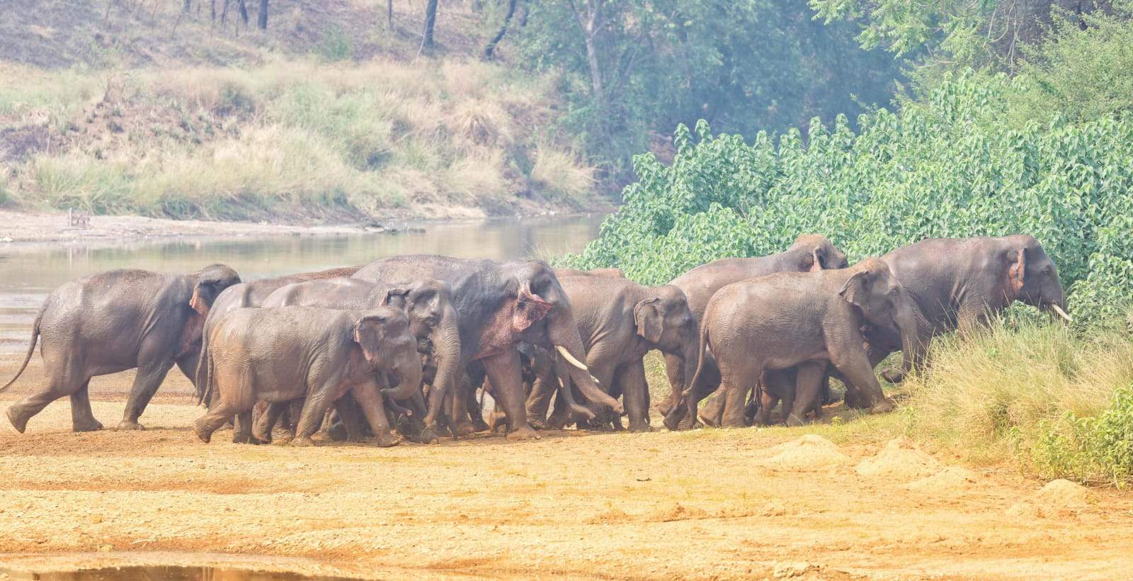 सालभर से गोमर्डा अभ्यारण में हाथियों का डेरा