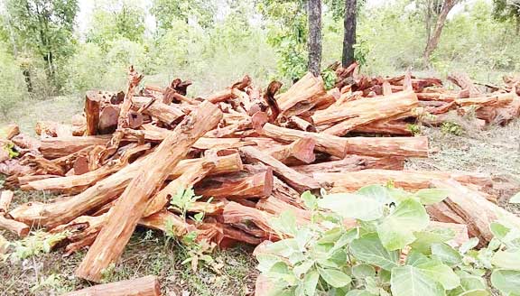 लकड़ी तस्करों का गिरोह सक्रिय, कई क्विंटल नर्सरी में