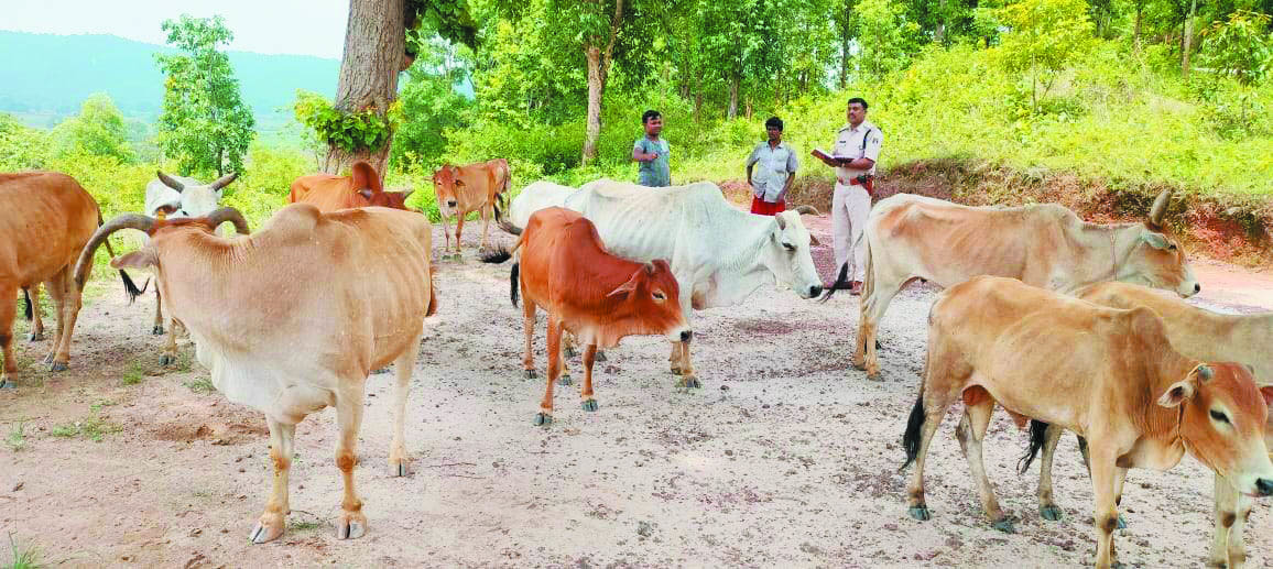 मवेशियों को तस्करी होने से बचाया, जंगल की आड़ लेकर आरोपी फरार