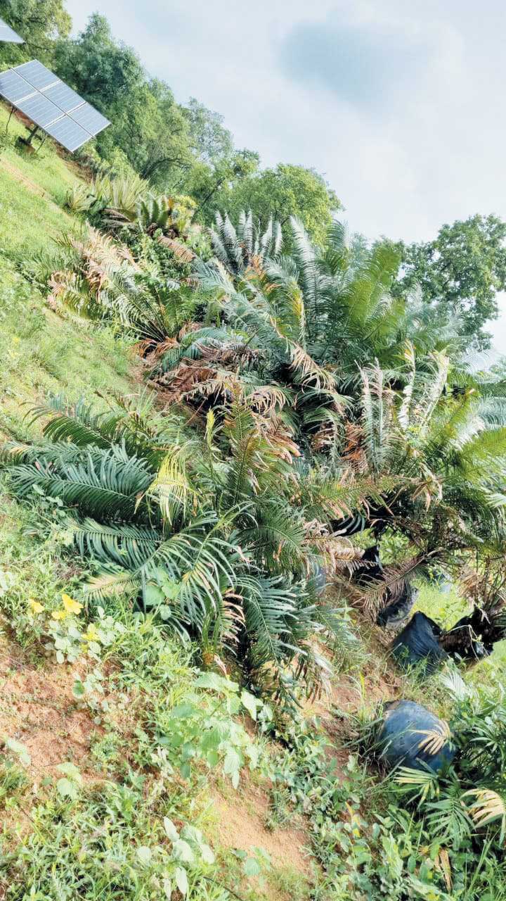 दल से भटका हाथी सप्ताह भर से गांव में मचा रहा उत्पात दल से भटका हाथी सप्ताह भर से गांव में मचा रहा उत्पात