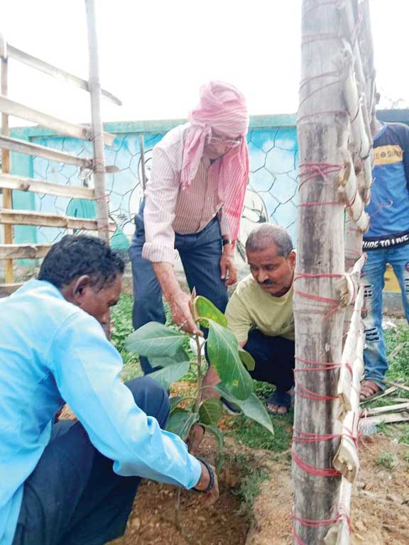 रविशंकर त्रिपाठी की याद में पौधारोपण