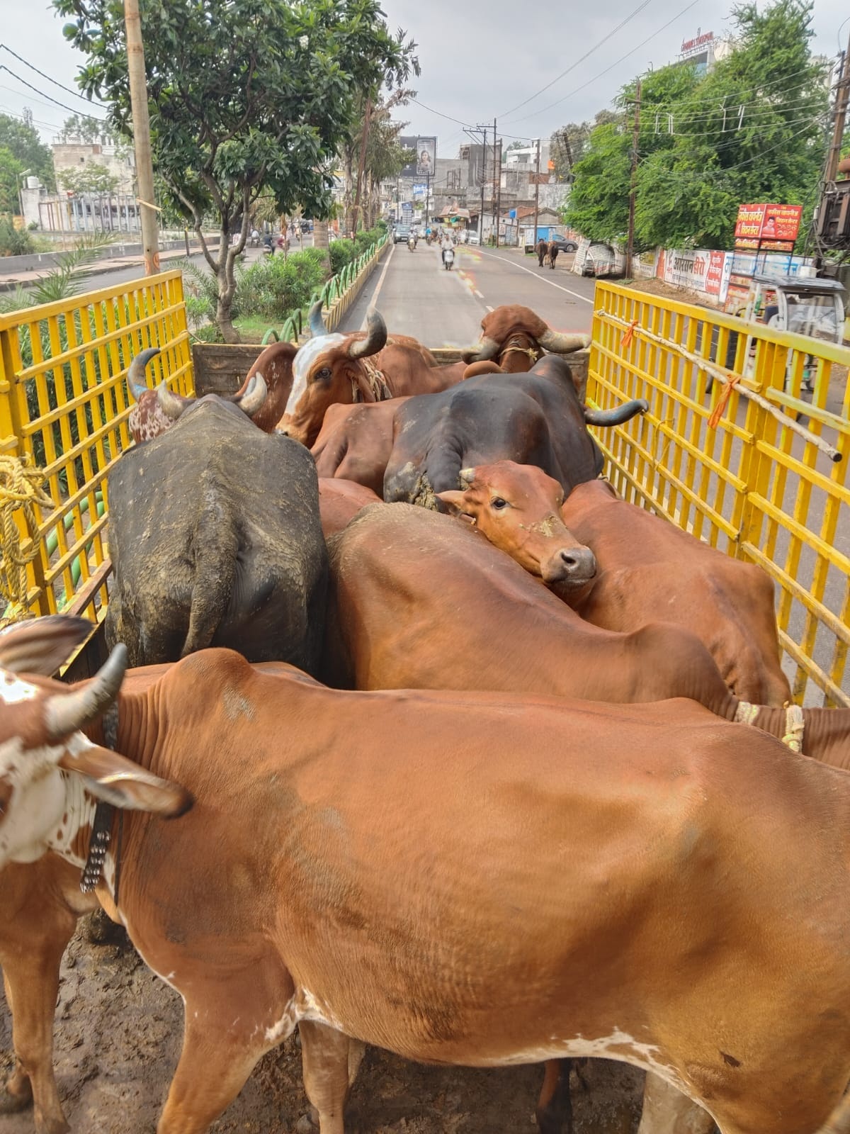 आवारा मवेशियों की धरपकड़ जारी आवारा मवेशियों की धरपकड़ जारी
