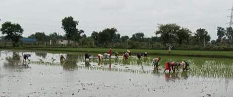 रूठा मानसून फिर बरसा, किसानों की मायूसी खुशी में बदली