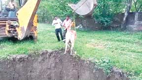 माल के पास बड़े गड्ढे में गिरी गाय, जेसीबी से बाहर निकाला माल के पास बड़े गड्ढे में गिरी गाय, जेसीबी से बाहर निकाला