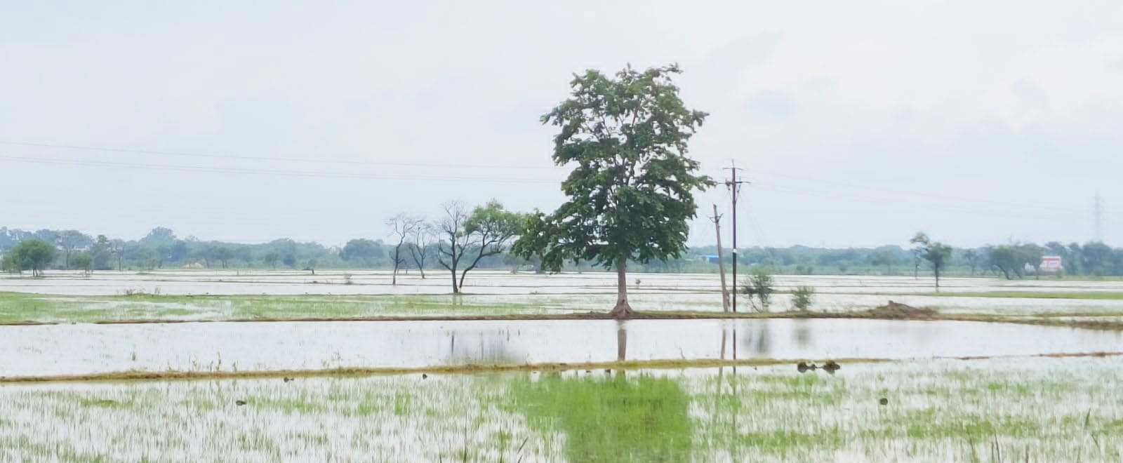 खेत लबालब, शिवनाथ और उसकी सहायक नदियों की धार और बढ़ी