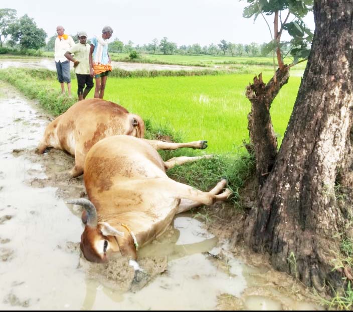 गाज से दो बैल की मौत गाज से दो बैल की मौत