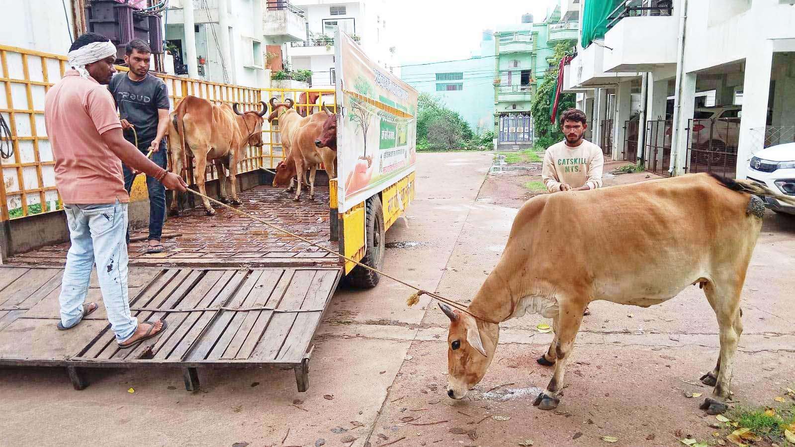 सप्ताहभर में पकड़े ढाई दर्जन मवेशी सप्ताहभर में पकड़े ढाई दर्जन मवेशी