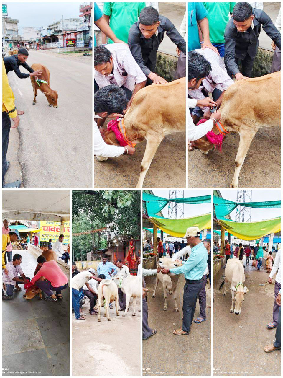सडक़ दुर्घटनाओं को रोकने मवेशियों को पहनाया रेडियम कॉलर