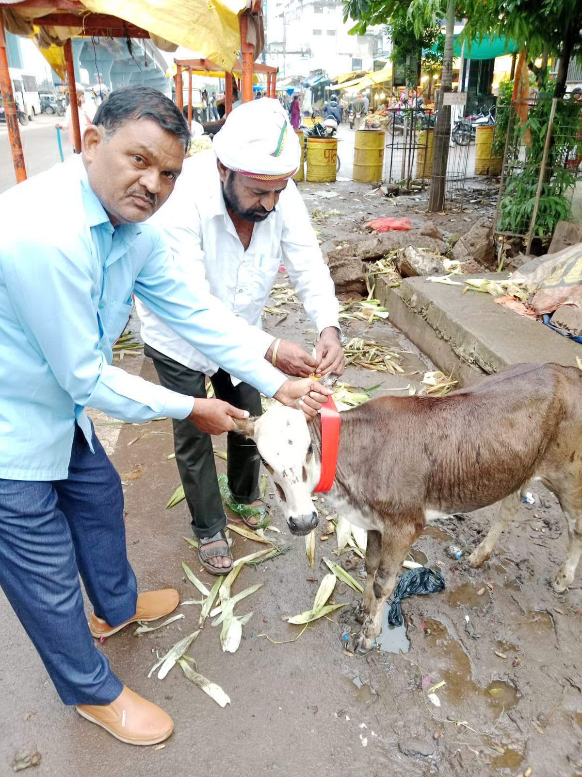 मवेशियों को लगाया रेडियम स्टीकर मवेशियों को लगाया रेडियम स्टीकर