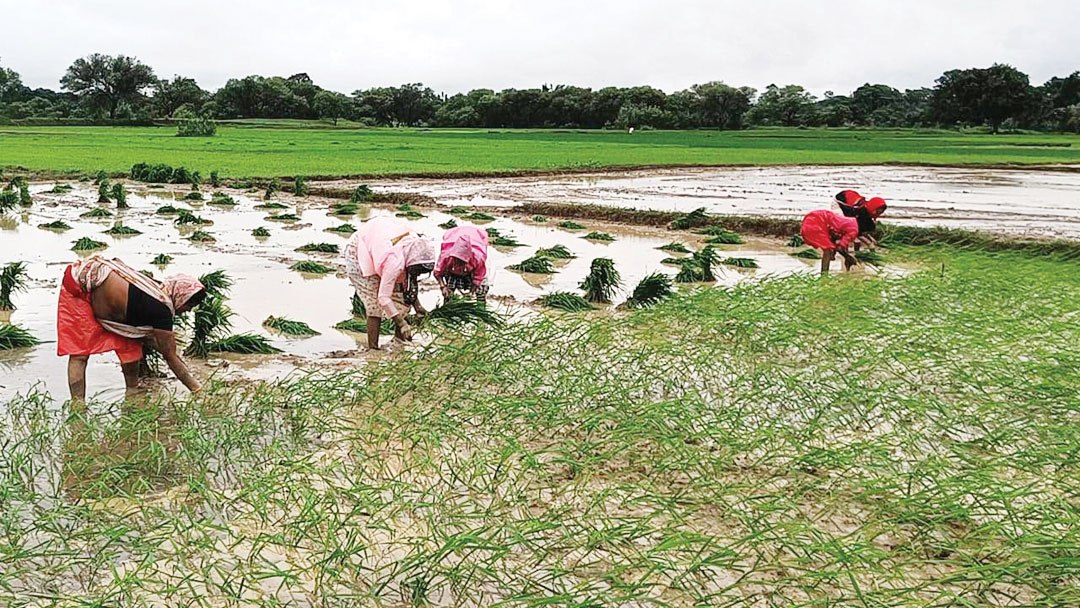 लगातार बारिश, खेती में तेजी लगातार बारिश, खेती में तेजी