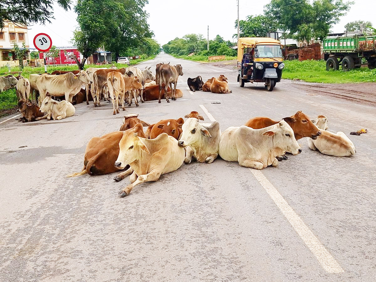 गौठान व्यवस्था ठीक न होने से मवेशी हो रहे दुर्घटना के शिकार- वोरा