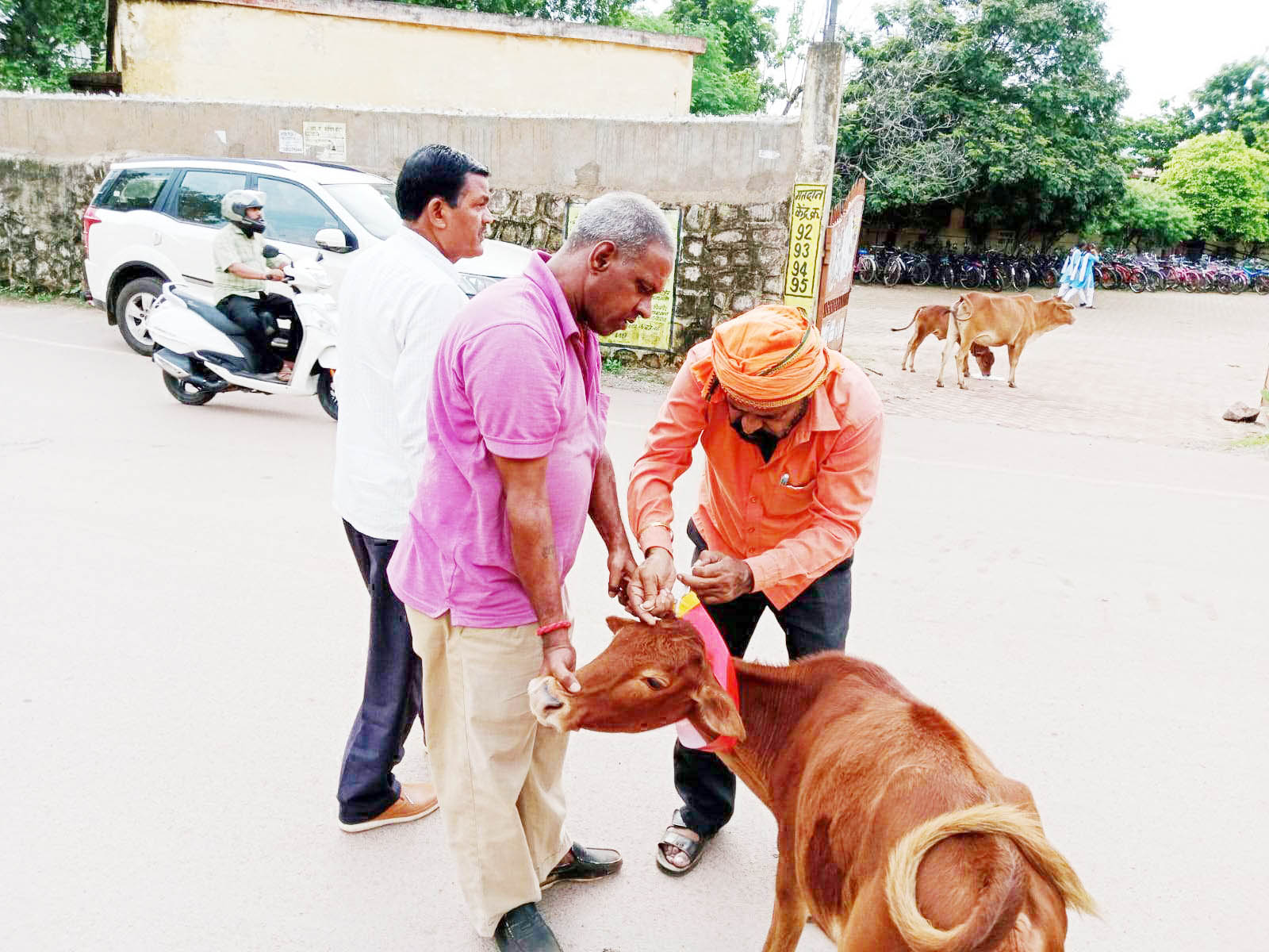 आवारा घूम रहे मवेशियों के गले में रेडियम पट्टी आवारा घूम रहे मवेशियों के गले में रेडियम पट्टी