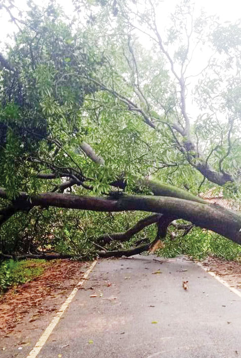  पेड़ गिरा, कुन्नी पटकुरा मार्ग कई घंटे रहा बाधित