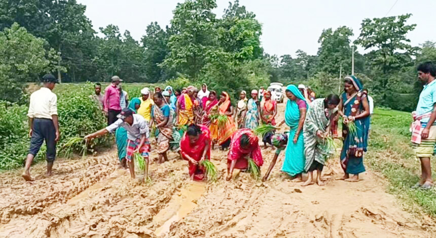 कीचड़ भरे सडक़ में ग्रामीणों ने धान रोपाई कर जताया विरोध