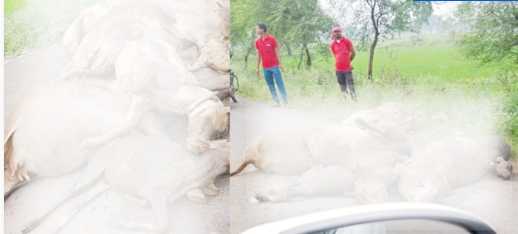 सडक़ किनारे मृत मिली 23  गाय, जांच में जुटी पुलिस