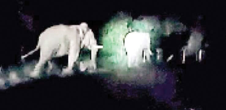 हाथियों ने फसलें रौंदी, किसान परेशान